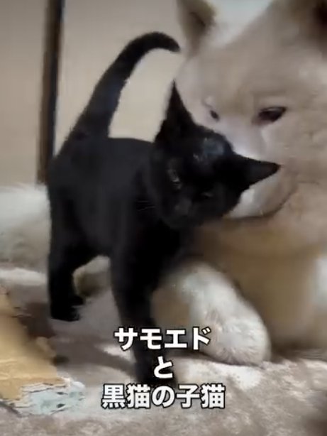 犬にくっつく猫4