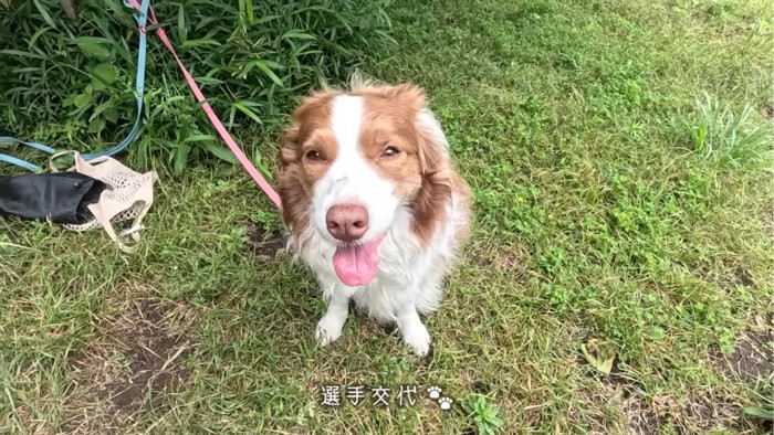 にこにこしている犬