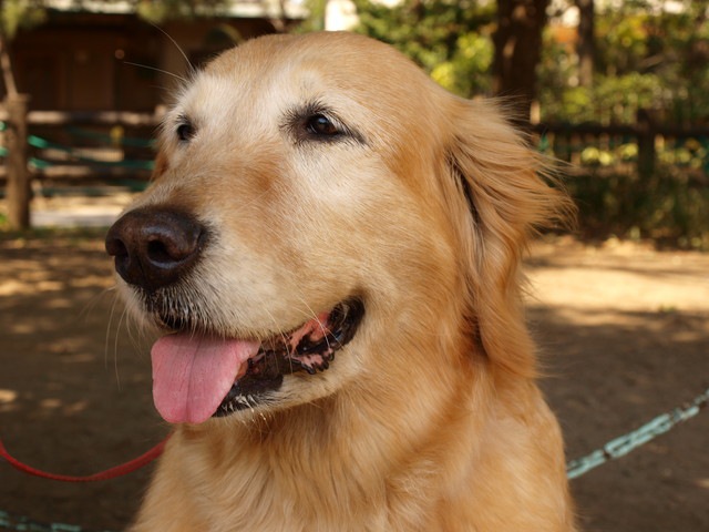 老犬のゴールデンレトリバー