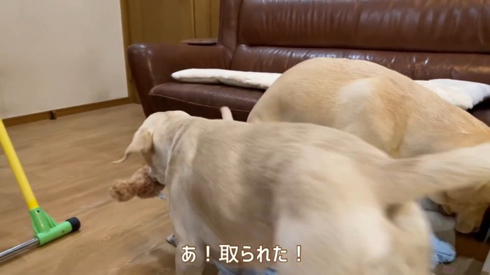 また奪い取られてしまいました!
