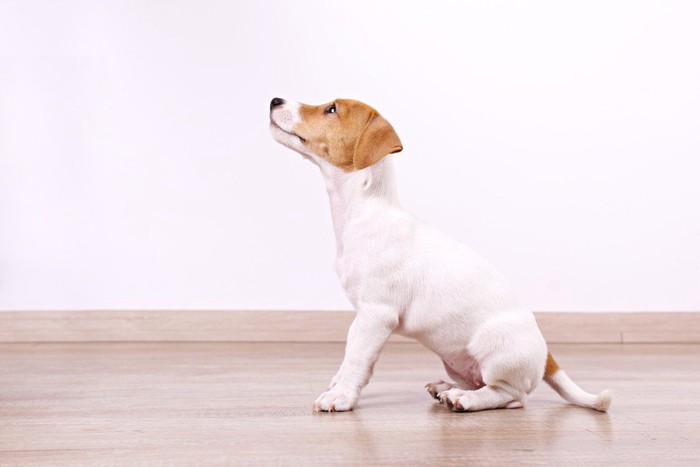 お座りして見上げるジャックラッセルテリアの子犬