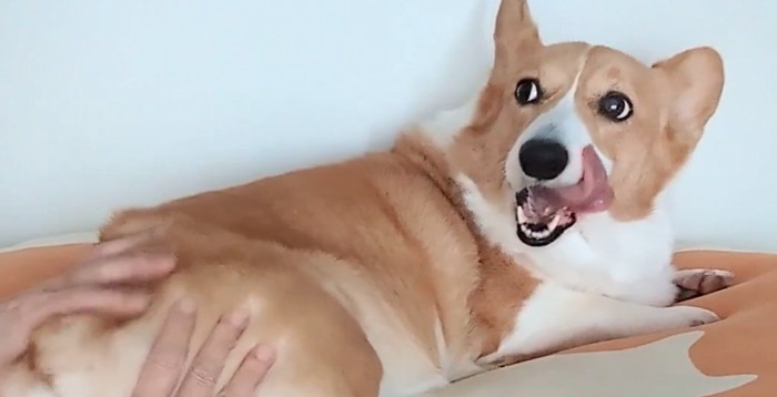 飼い主を見つめる中型犬