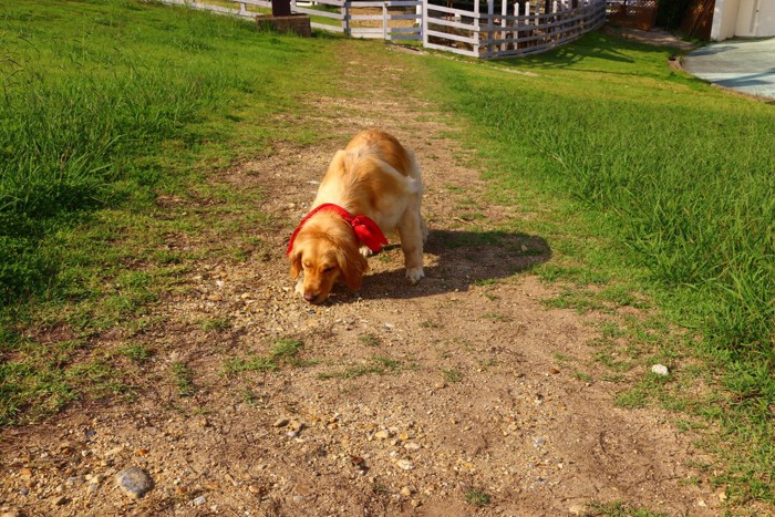 地面を嗅ぐ犬