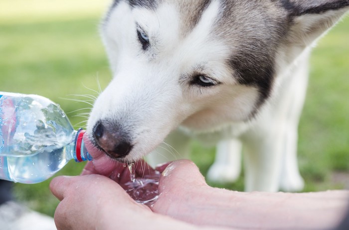 ペットボトルの水を飲むハスキー