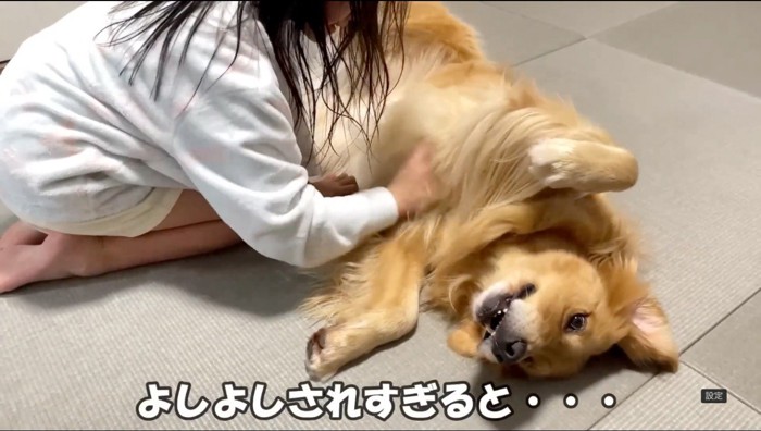 女の子にお腹を撫でてもらう犬