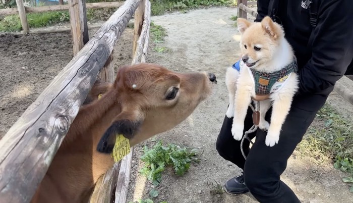 動物たちともご体面