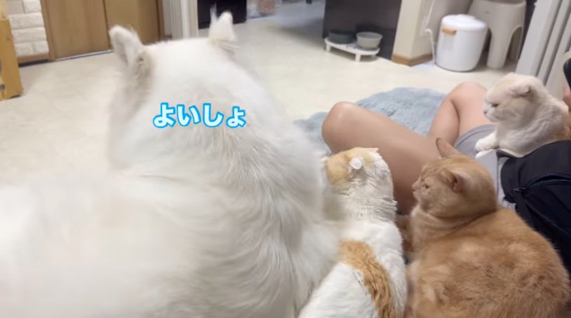 サモエドを見つめる猫たち