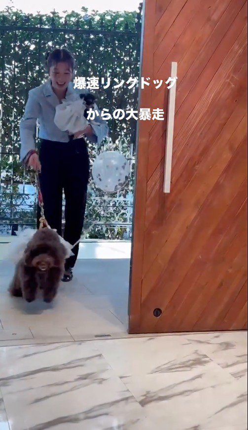 会場の中に駆け出す小型犬