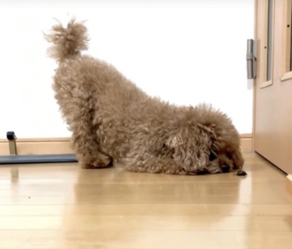 おしりを上げて虫を見る犬