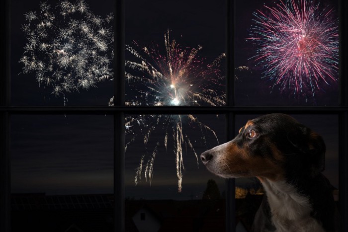 打ち上げ花火と犬