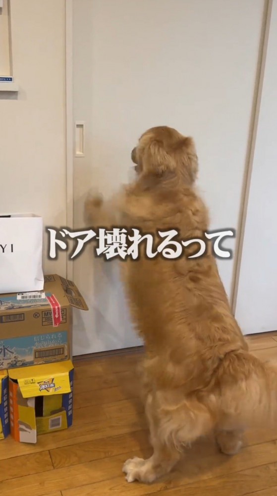 立ち上がってドアを引っ掻く犬