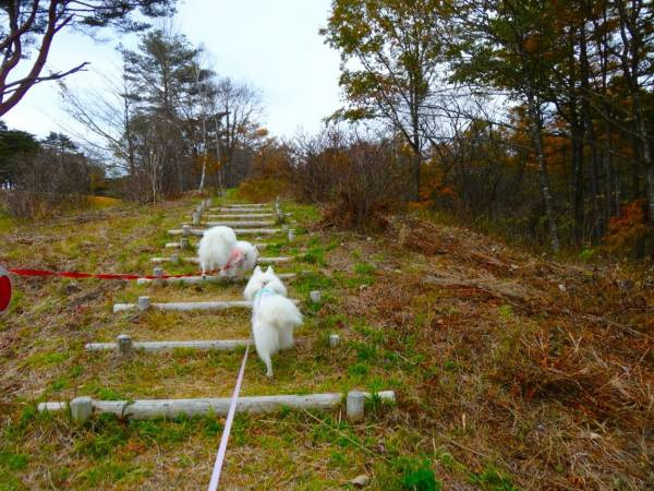 丘を登る犬