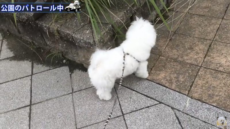 花壇に近寄る犬