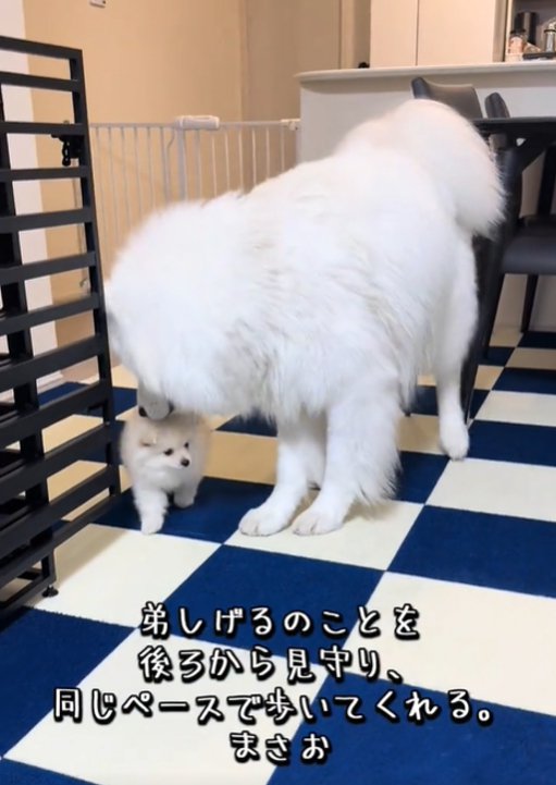 寄り添う犬