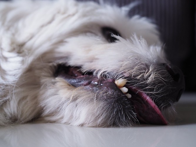 横になって苦しそうにしている犬