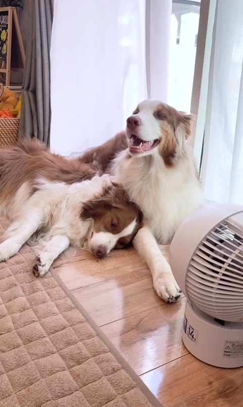 暑い日もくっつくガルチェロくん＆リーリエちゃん