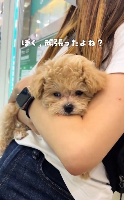 疲れてしまったこむぎくん2
