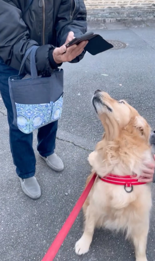 驚いて振り返る犬