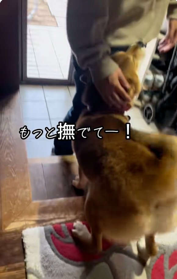 撫でられるごんちゃん