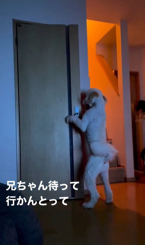 ますお君の人間のような行動2