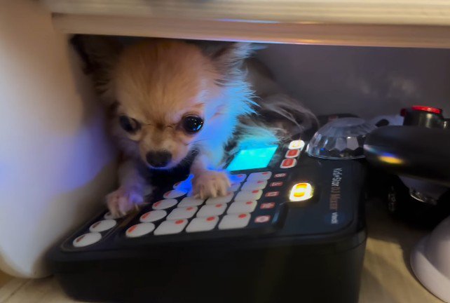 ボタンを押す犬