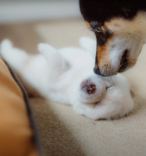 寝ている子犬と母犬