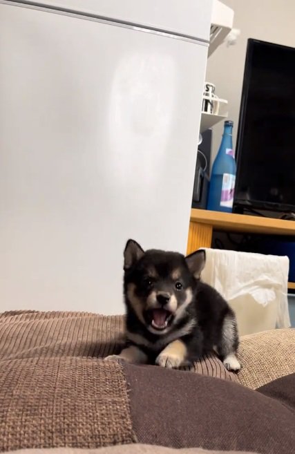 遠くから威嚇するあられちゃん