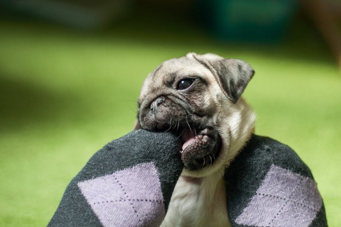 靴下を履いた足を噛むパグの子犬