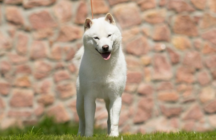正面を見つめながら立っている北海道犬