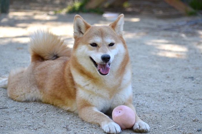 伏せてほほ笑む柴犬