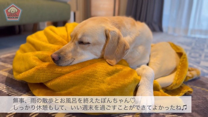 満足そうなお顔で爆睡♪