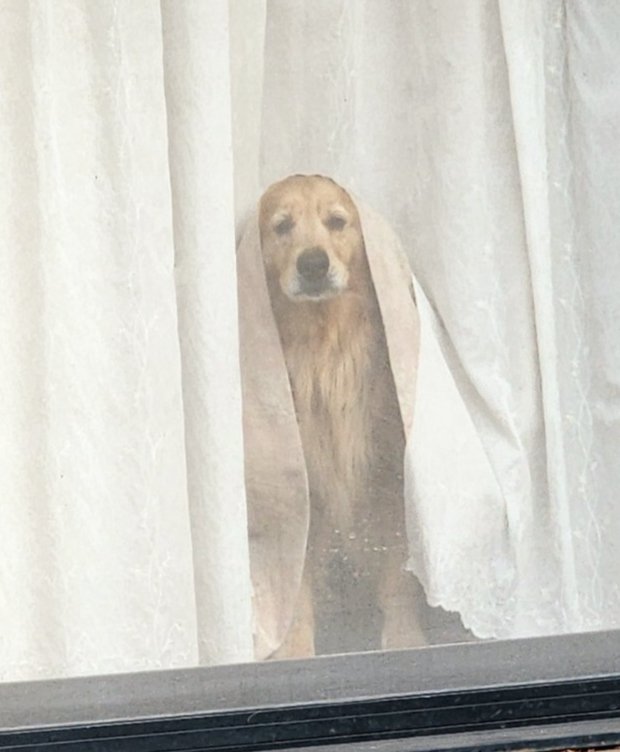 飼い主さんが居ない時