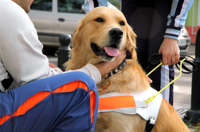 盲導犬と飼い主