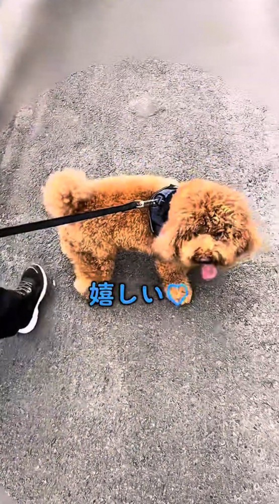 女の子と母親の間で立ち止まる犬