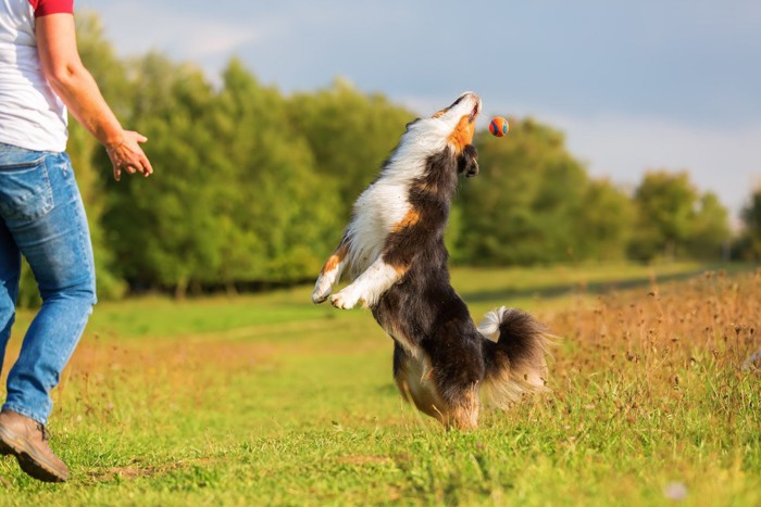 ボールをキャッチできなくて反り返る犬