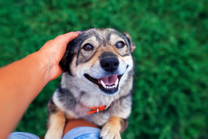 撫でられる犬