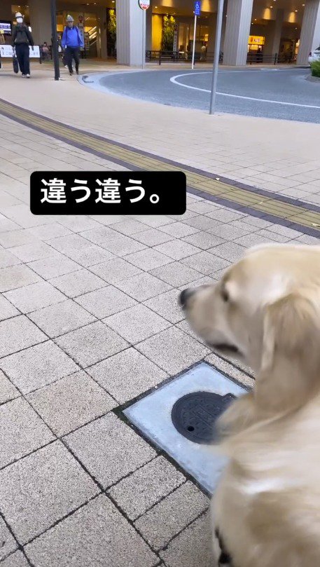 通行人たちを目で追う犬
