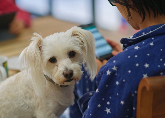 飼い主に無視されて寂しそうな犬