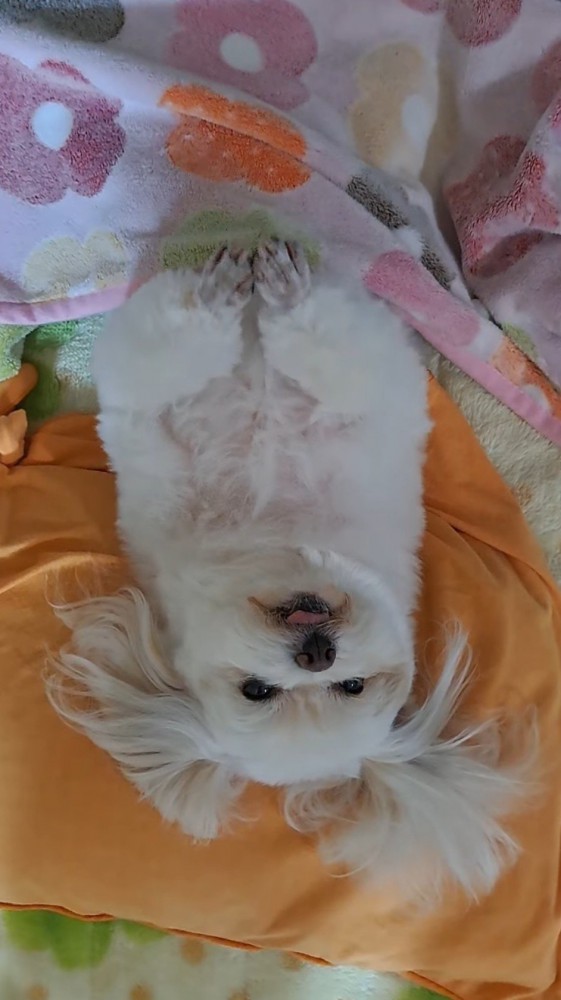 仰向けになって、前足を小刻みに動かす犬