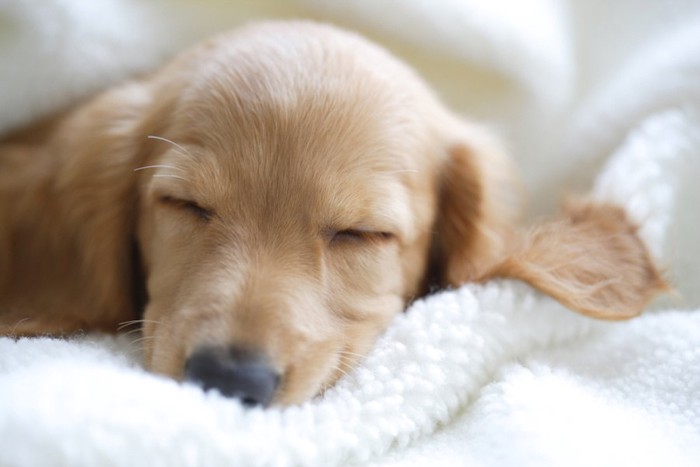 ふかふかのベットで寝ているダックスの子犬