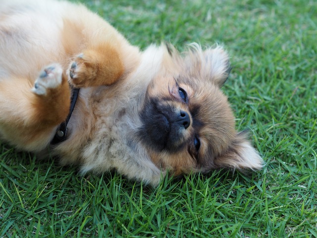 ドッグランで寝転がる犬