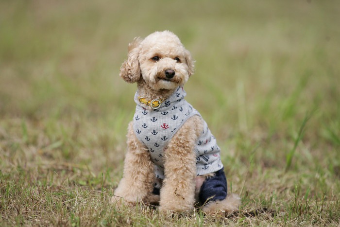 おすわりをして様子をうかがっている犬