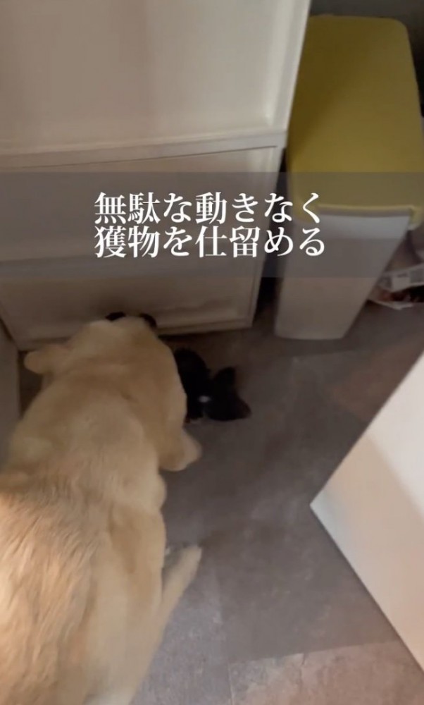 獲物確保！！
