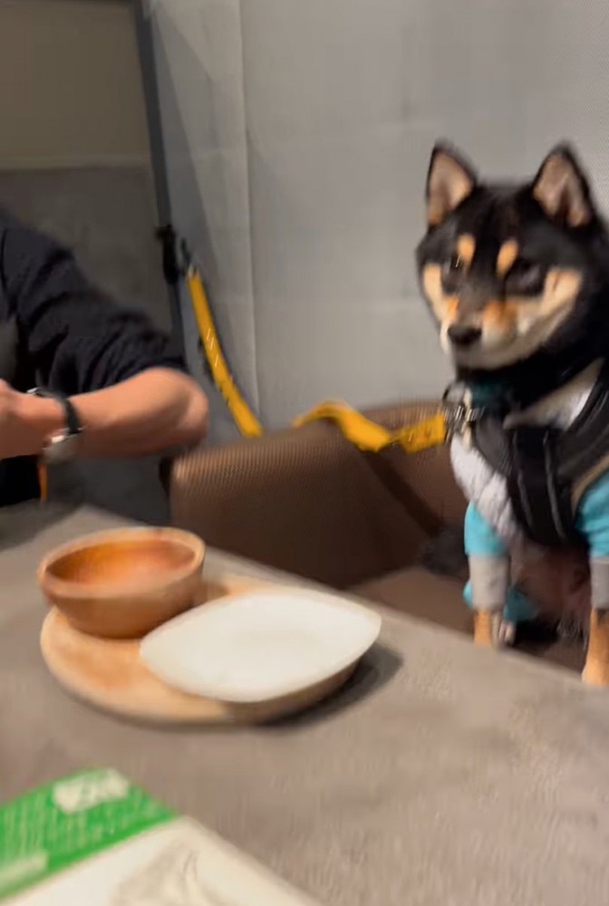 カメラ目線の犬