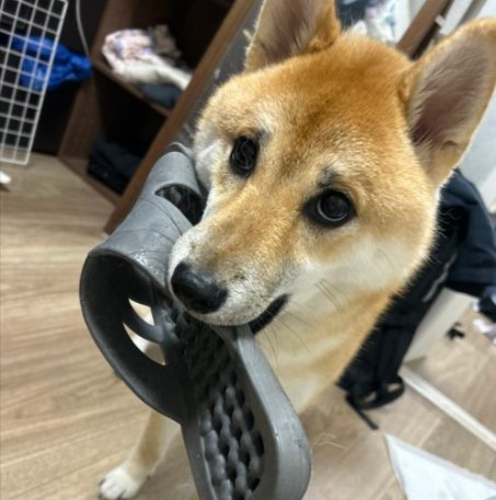 わんぱく