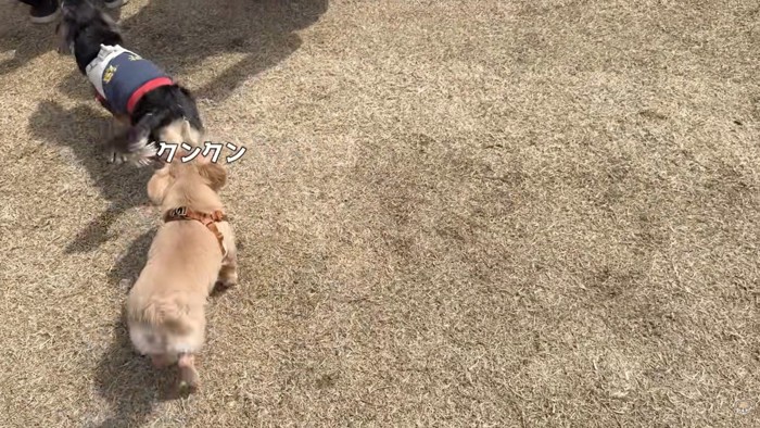 社交的で可愛い