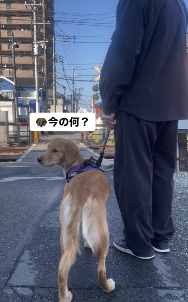 驚く犬