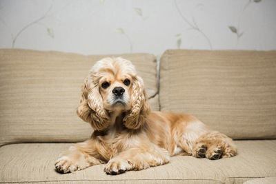 ソファーの上でくつろぐアメリカンコッカースパニエルの幼犬