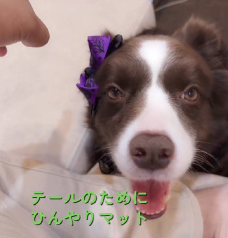 ひんやりマットを購入