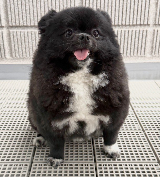 たぬきっぽさが魅力的♡
